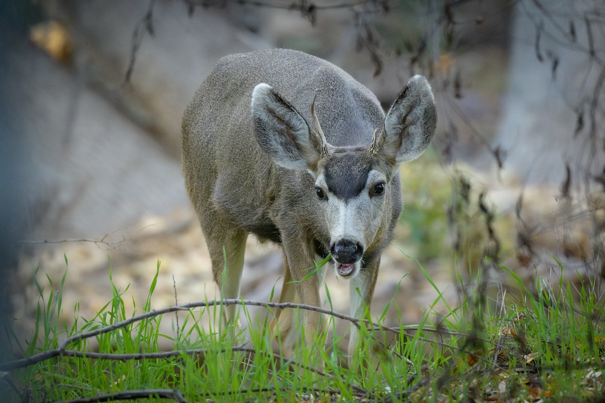 Mule Deer - ML646800827