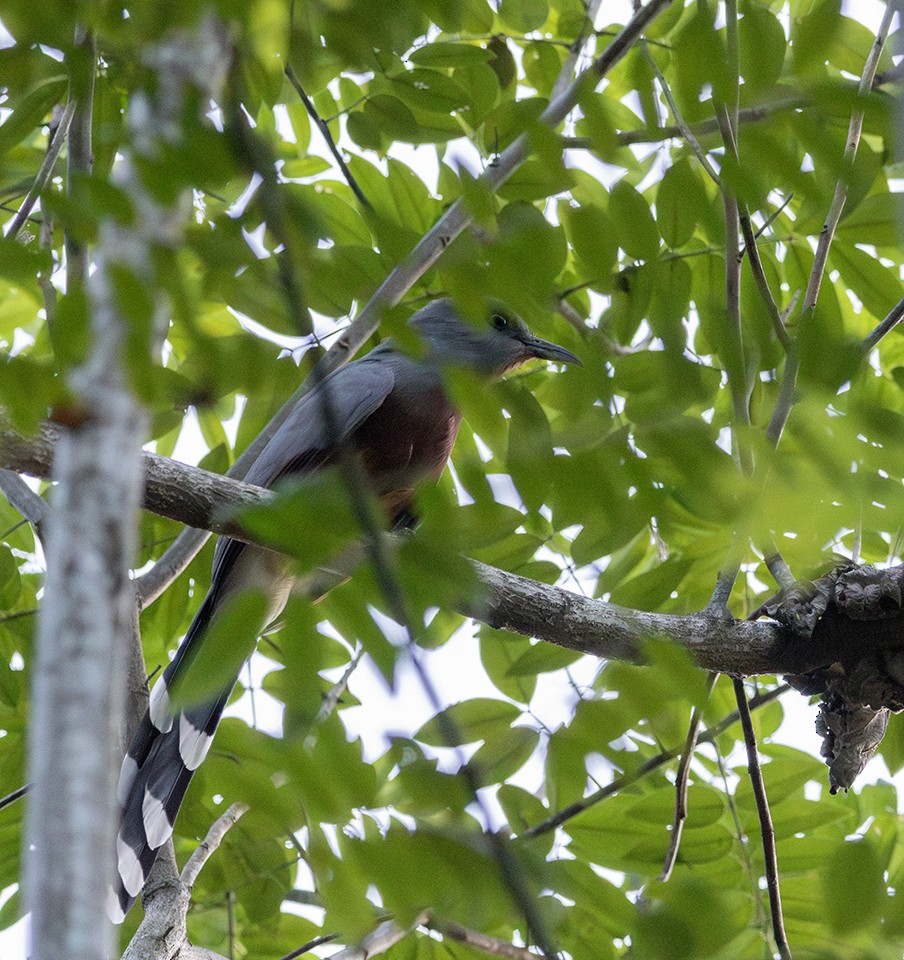 Bay-breasted Cuckoo - ML646800832