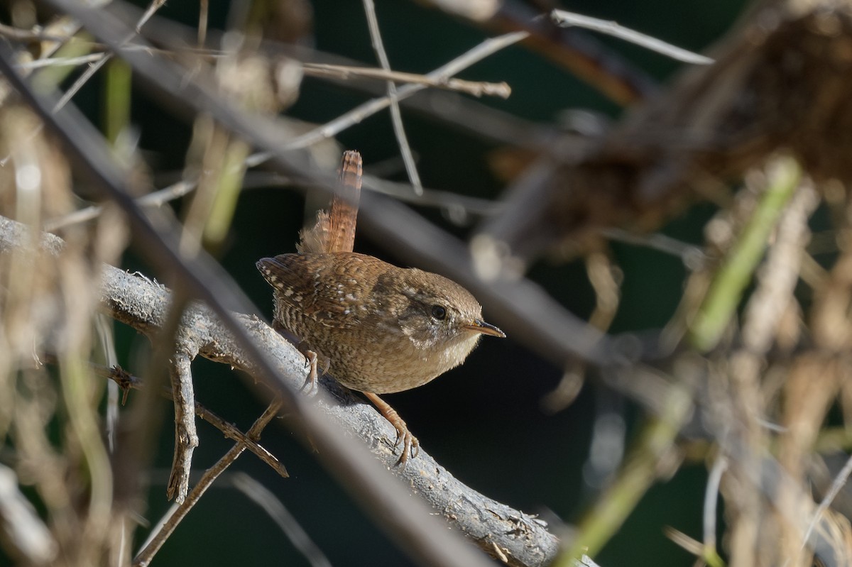 Winter Wren - ML646800834