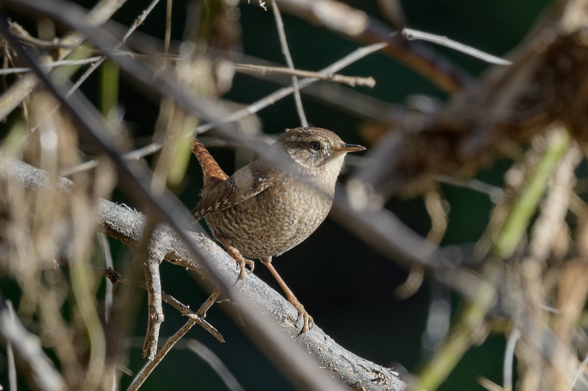 Winter Wren - ML646800835