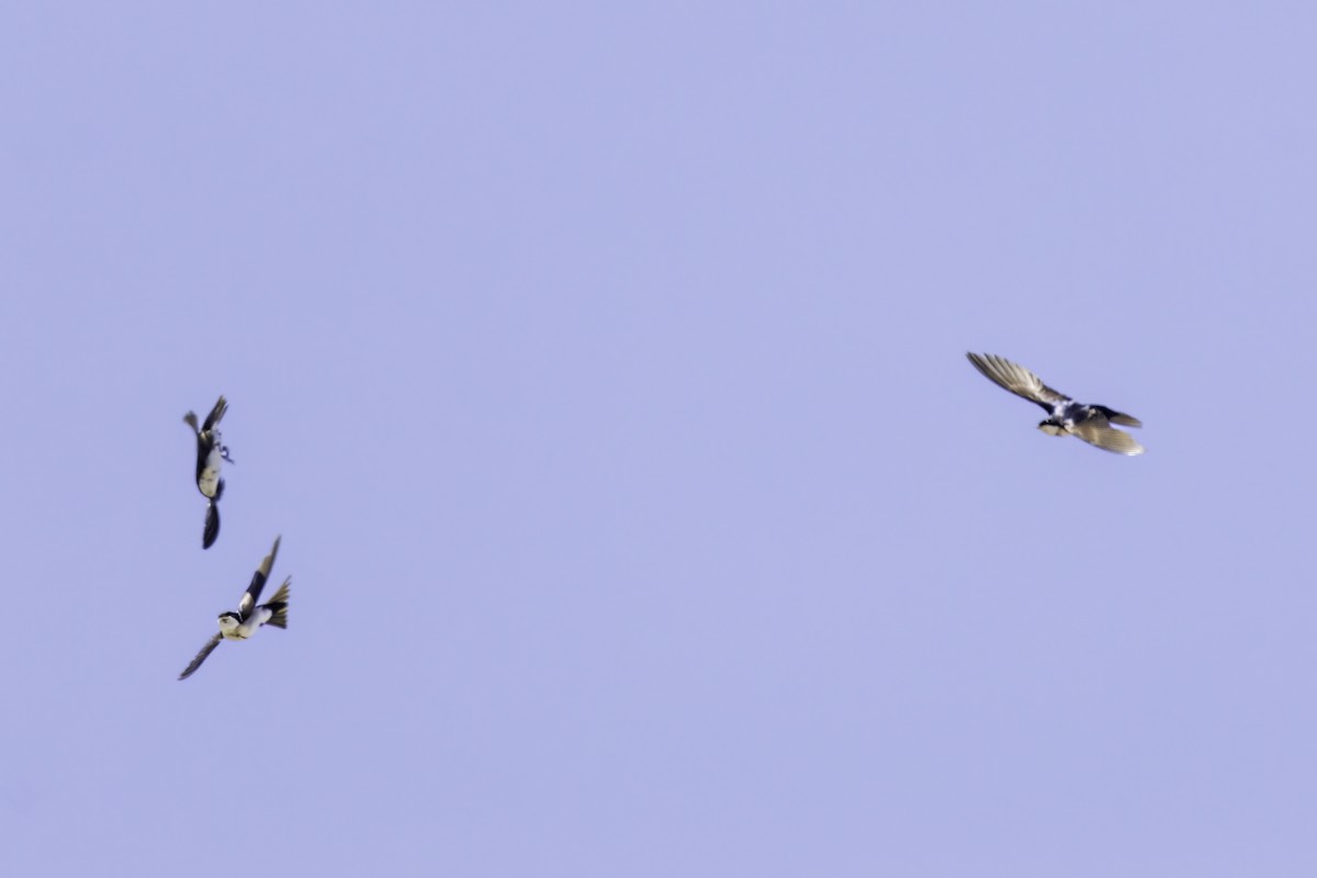 Ластовиця патагонська - ML646800836