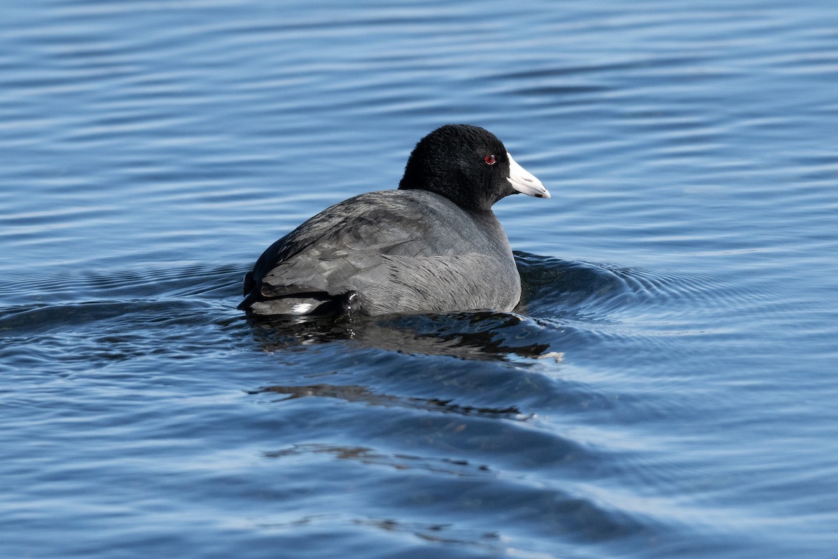 American Coot - ML646800837