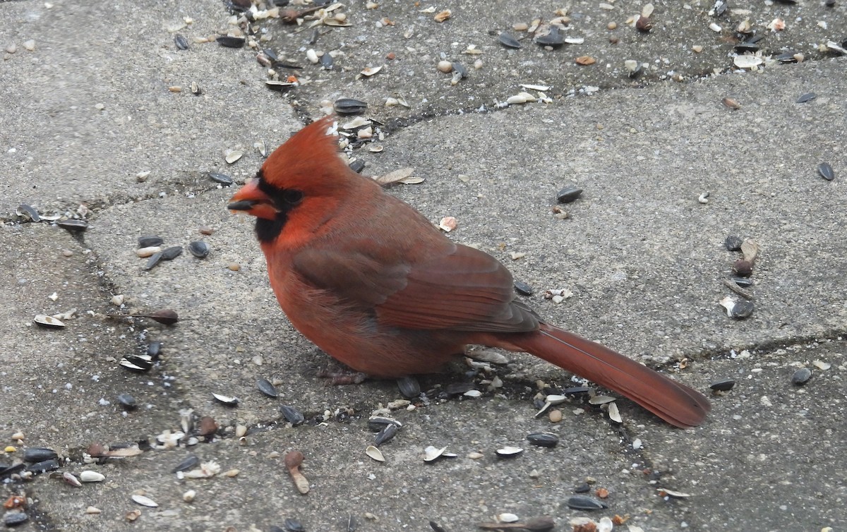 Кардинал червоний - ML646800845