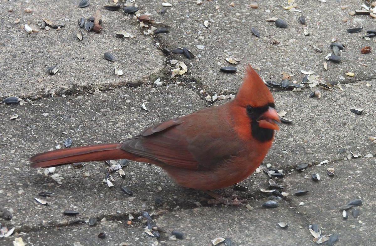 Кардинал червоний - ML646800846