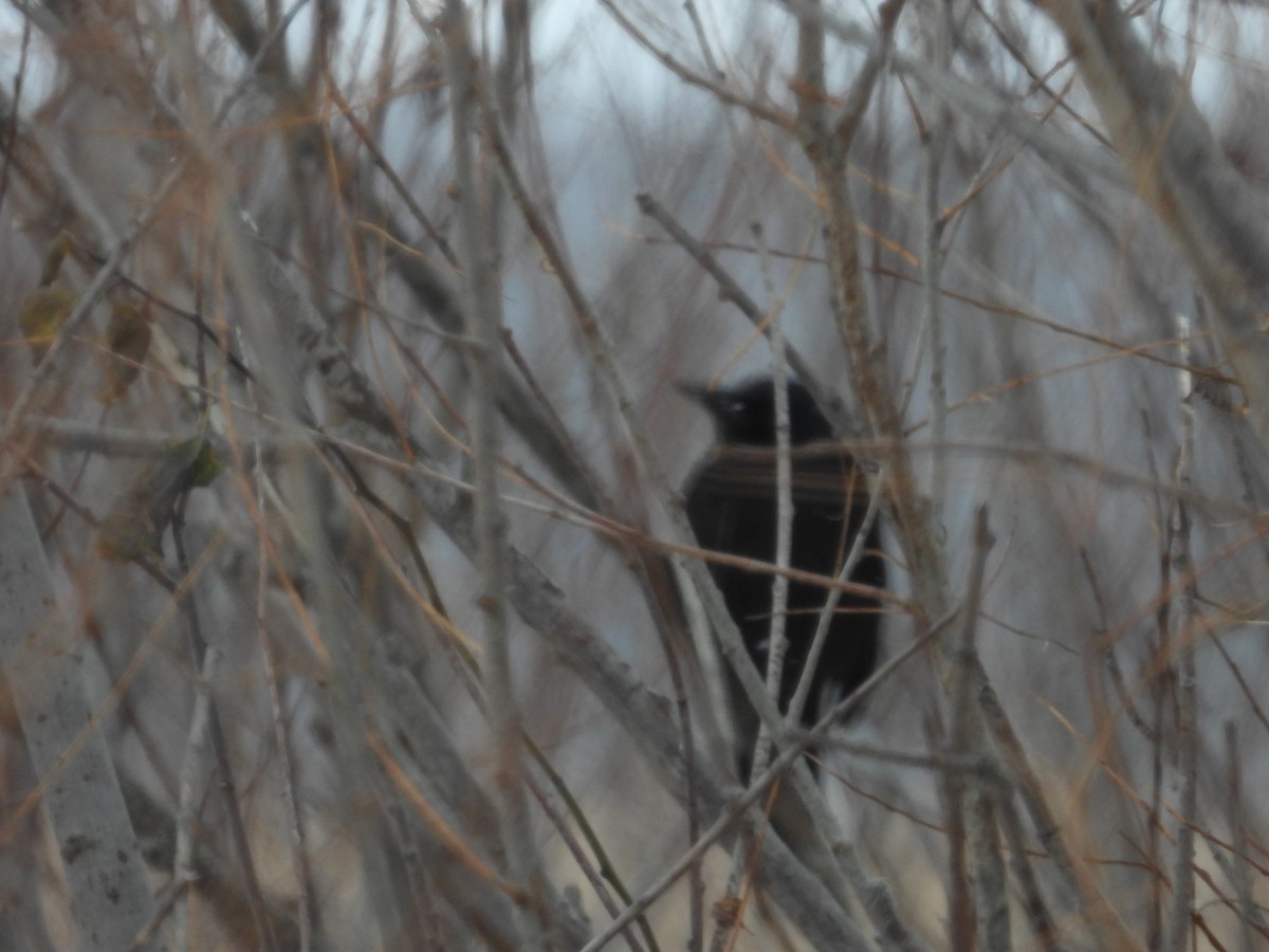 Purpurgrackel - ML646800847