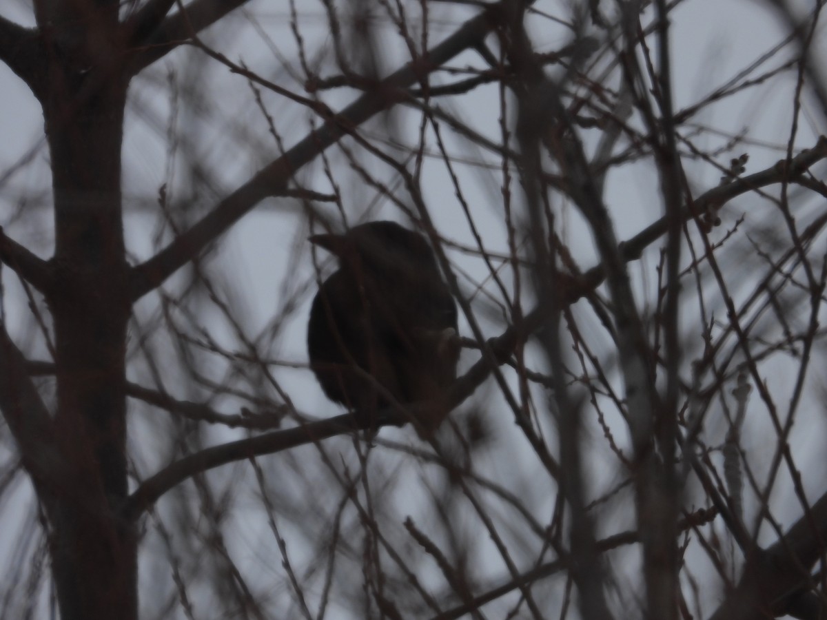 Purpurgrackel - ML646800848