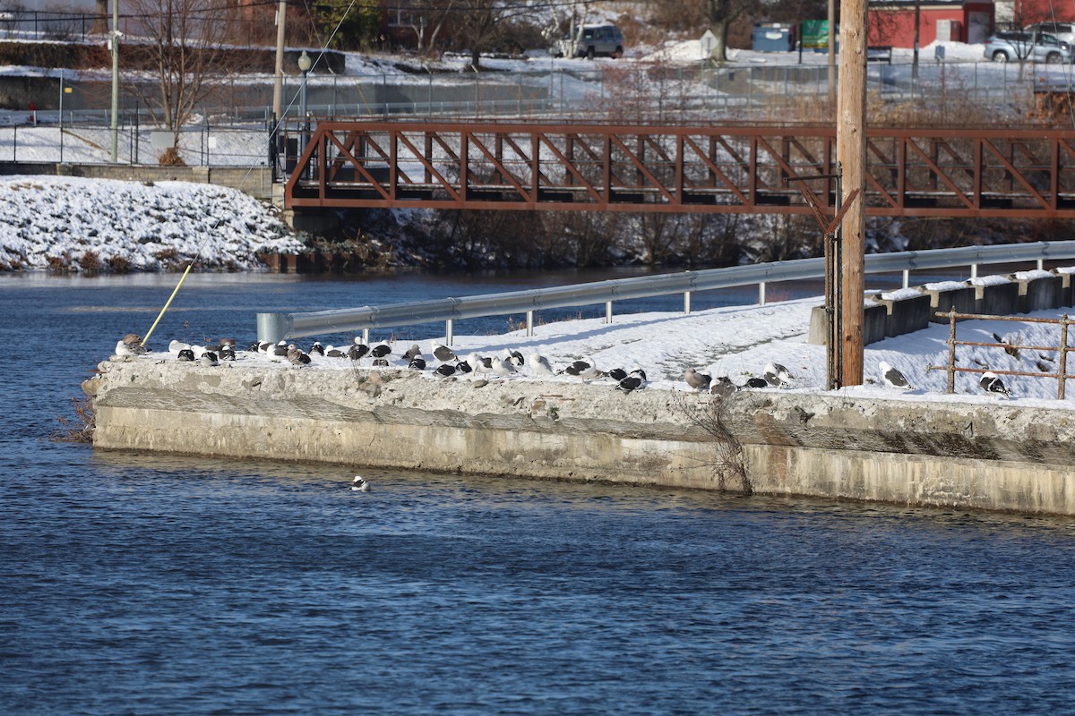 Great Black-backed Gull - ML646800849