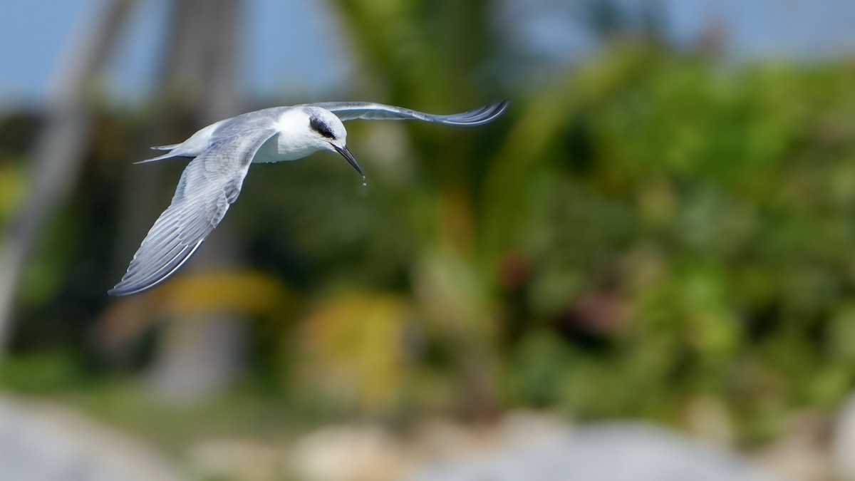 Forster's Tern - ML646800851