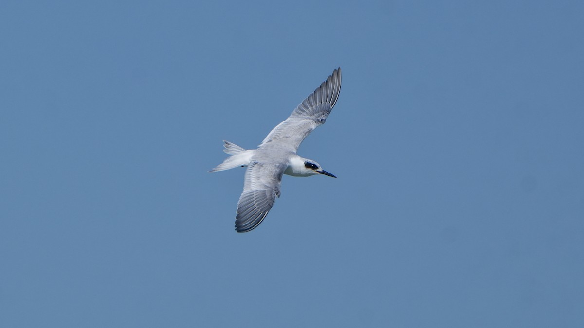 Forster's Tern - ML646800852