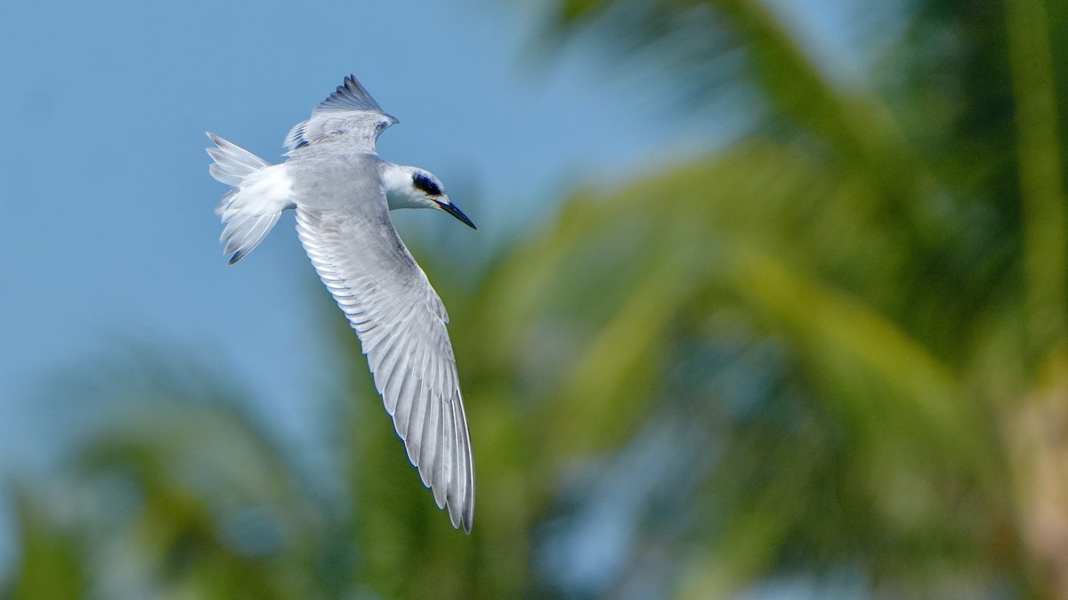 Forster's Tern - ML646800854