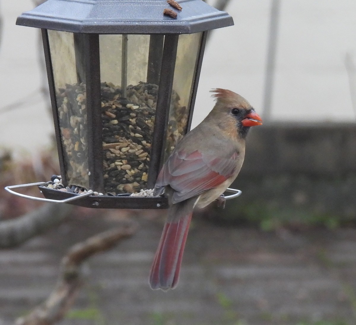 Кардинал червоний - ML646800855