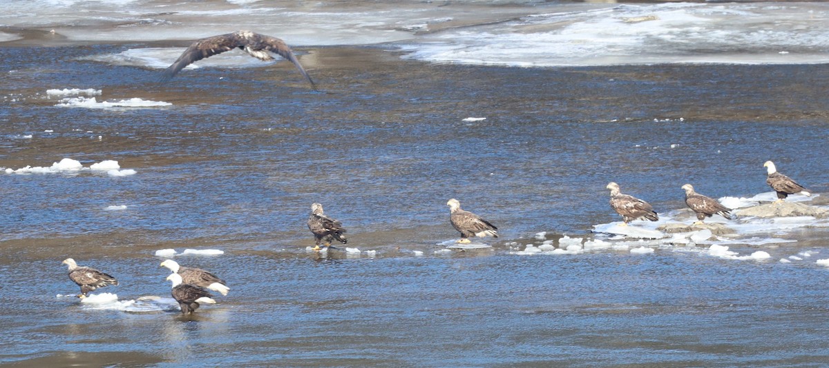 Bald Eagle - ML646800856