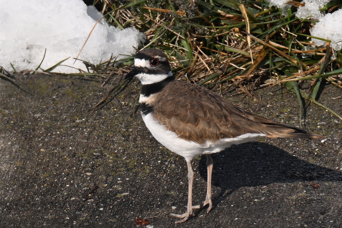 Keilschwanz-Regenpfeifer - ML646800857