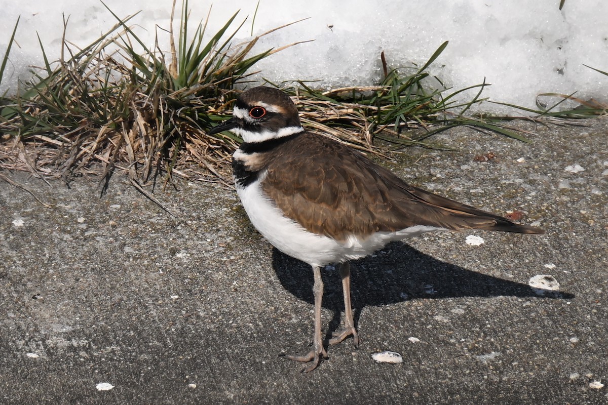Keilschwanz-Regenpfeifer - ML646800858