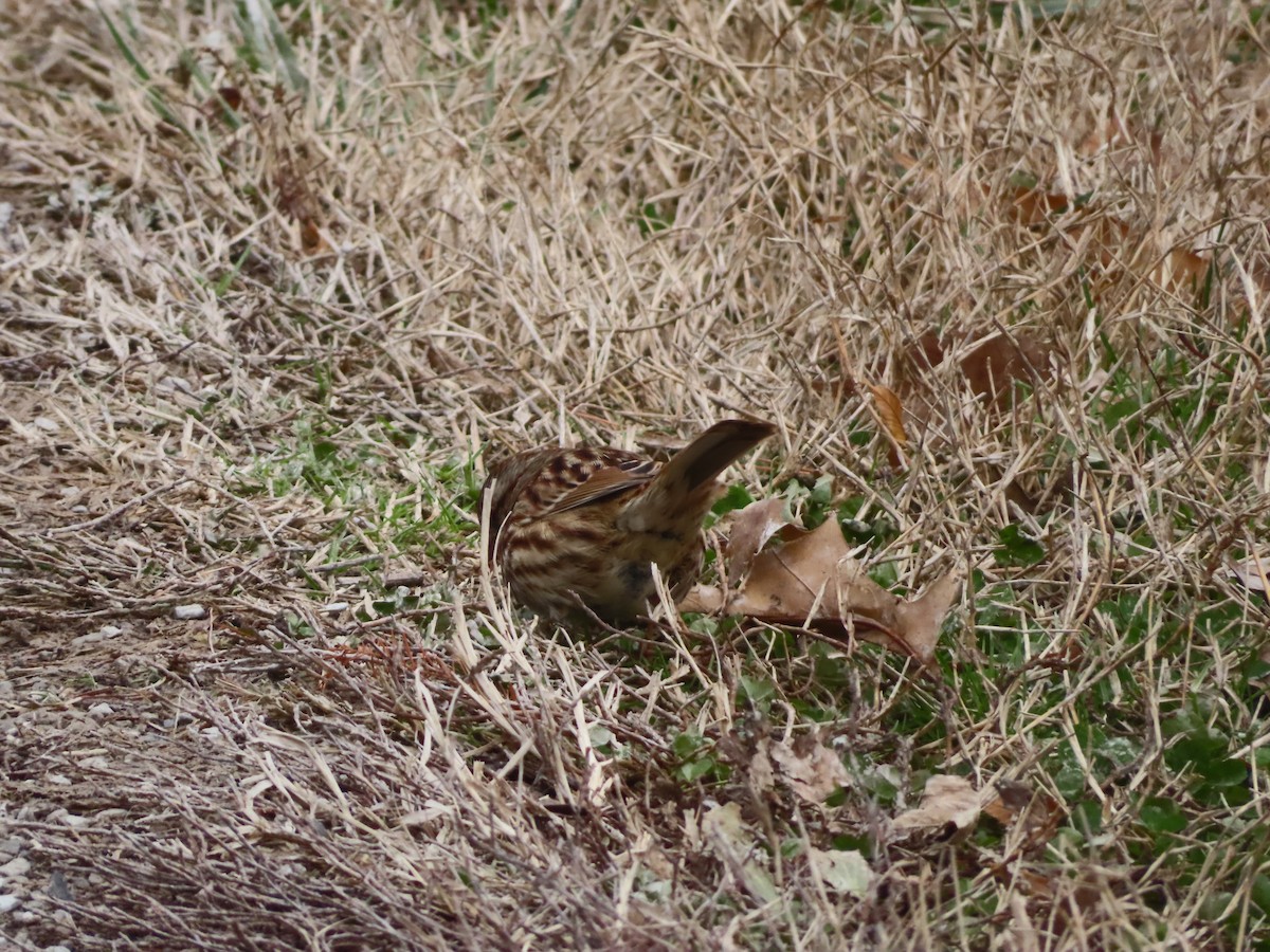 Chingolo Cantor - ML646800860