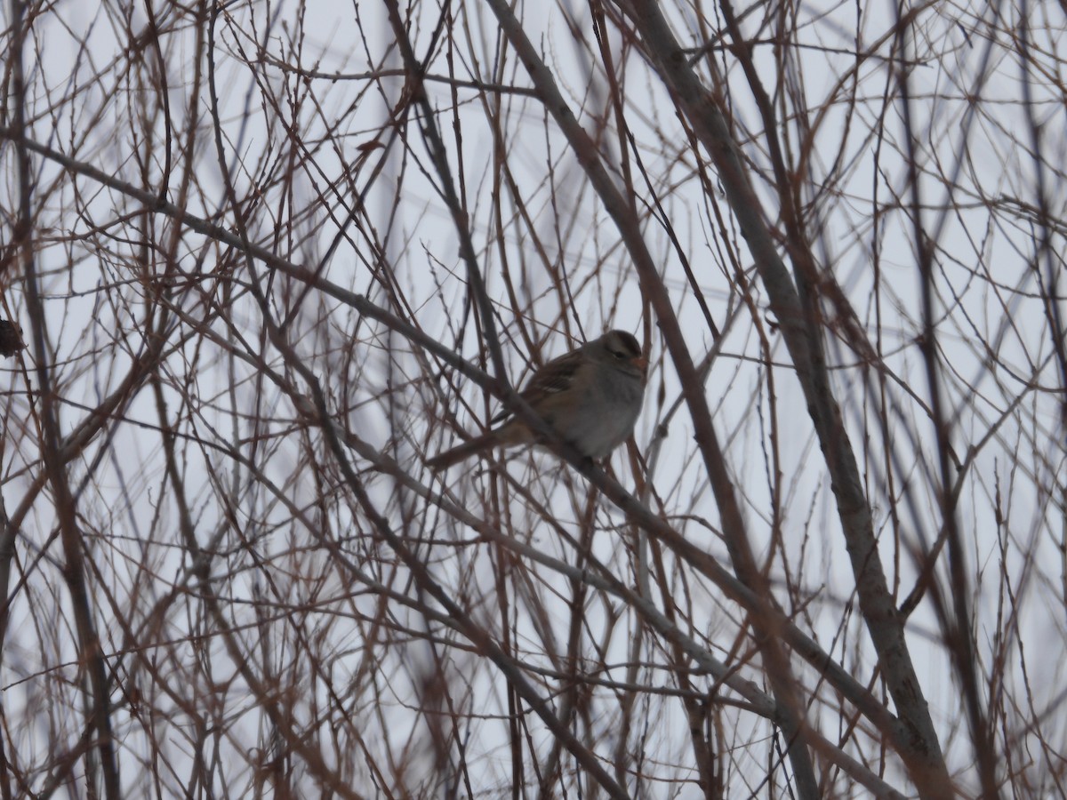 Dachsammer - ML646800861