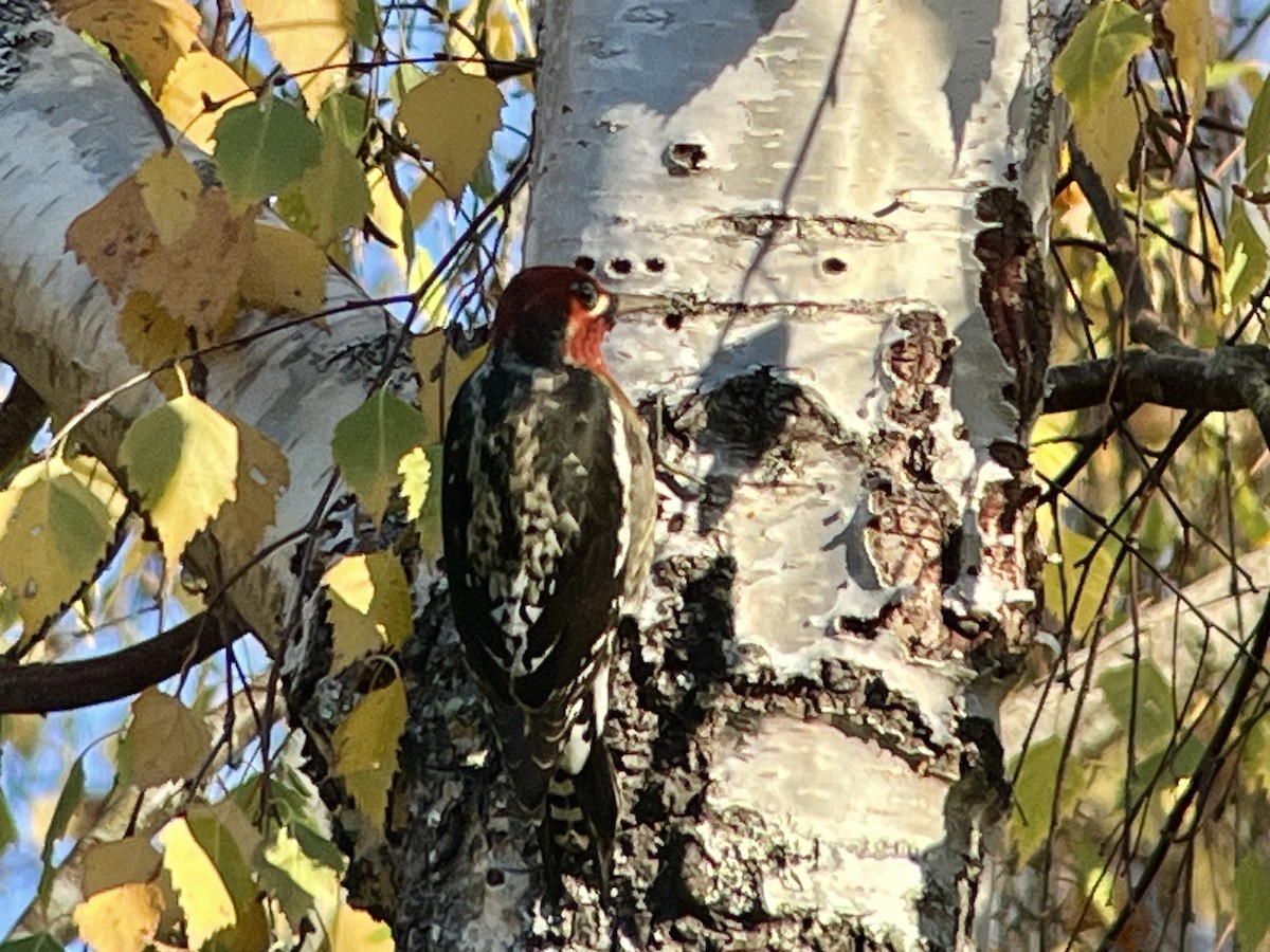 Feuerkopf-Saftlecker - ML646800862