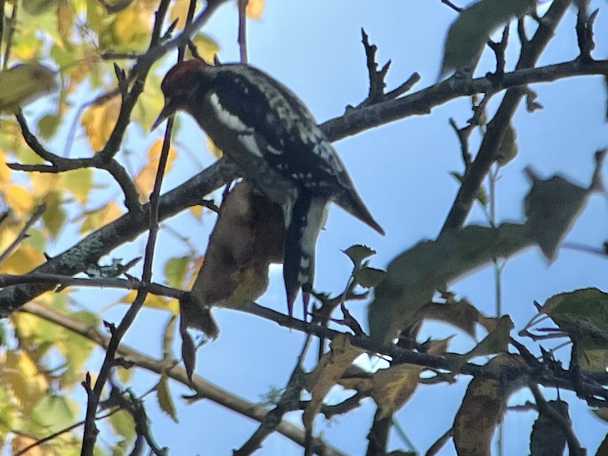 Feuerkopf-Saftlecker - ML646800863