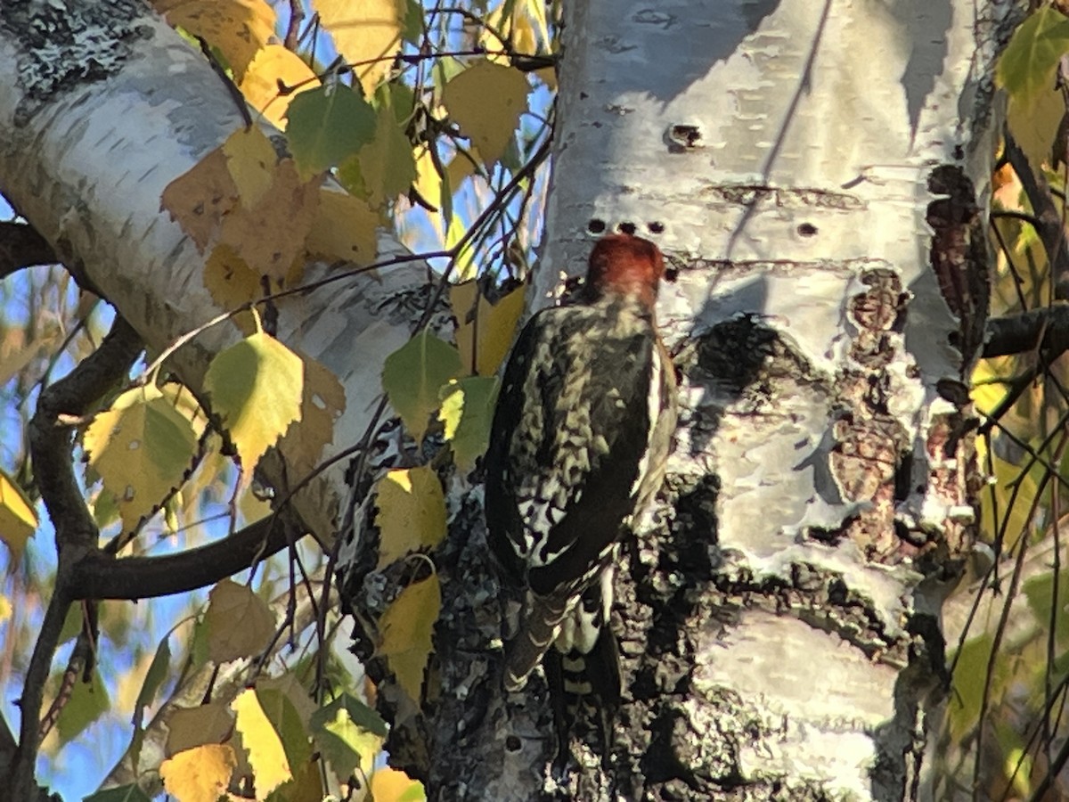 Feuerkopf-Saftlecker - ML646800864