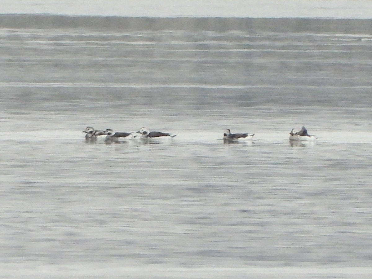 Морянка - ML646800866