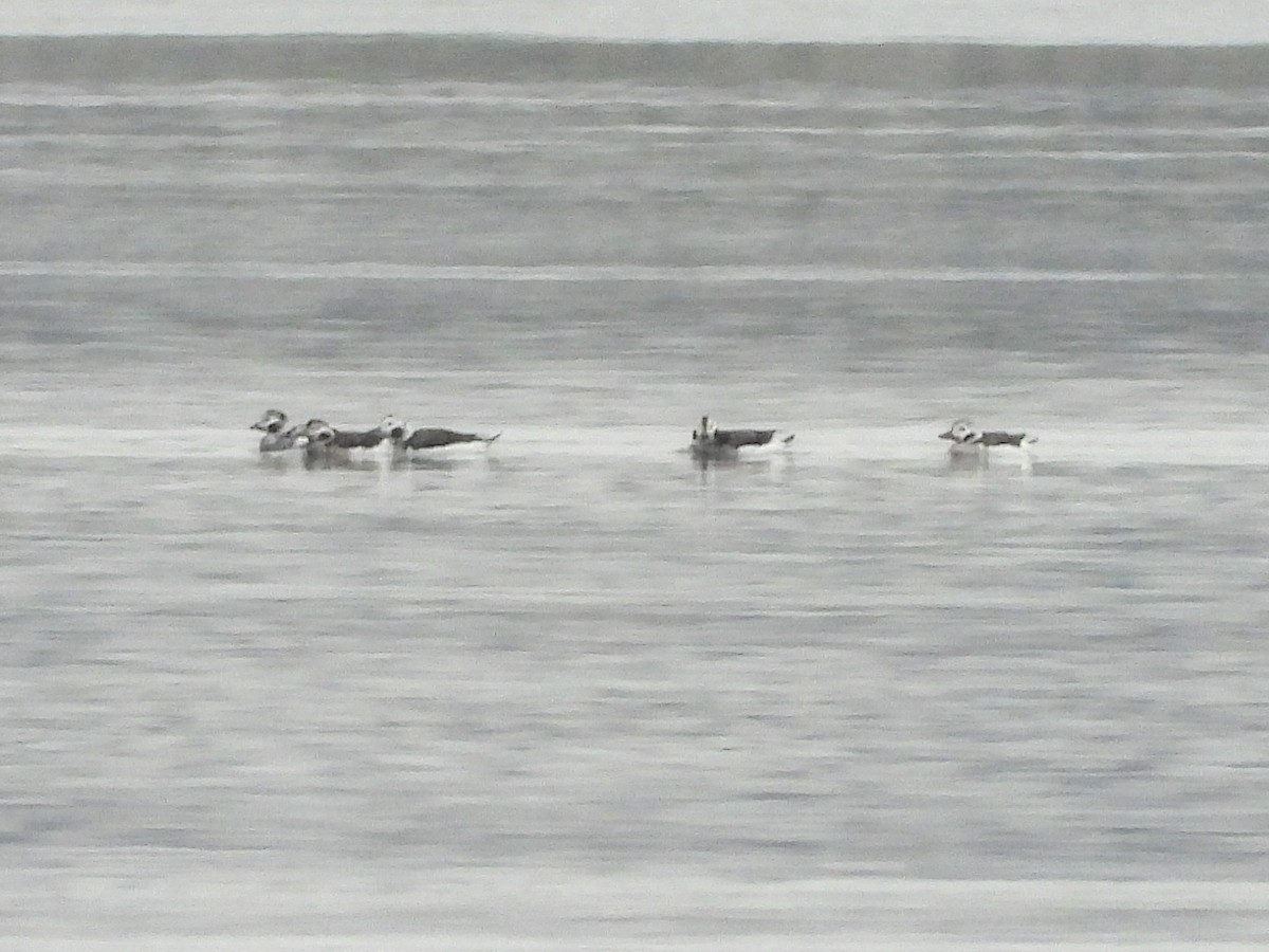 Морянка - ML646800867