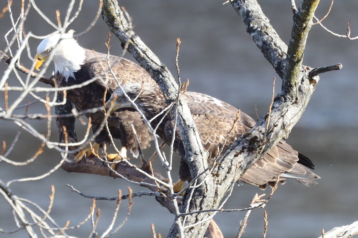 Bald Eagle - ML646800869