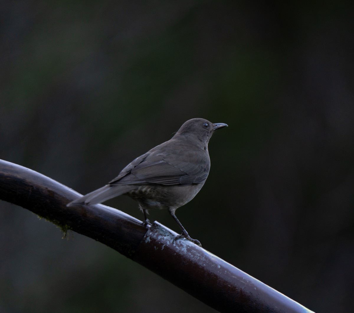 Mountain Thrush - ML646800870