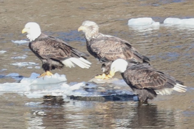 Bald Eagle - ML646800871