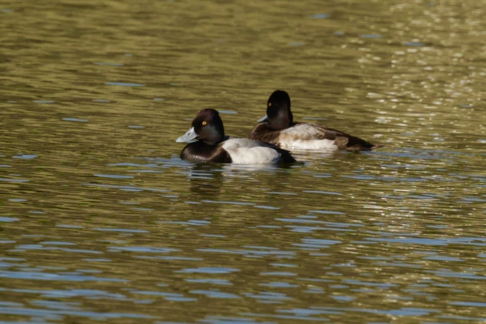 Lesser Scaup - ML646800873