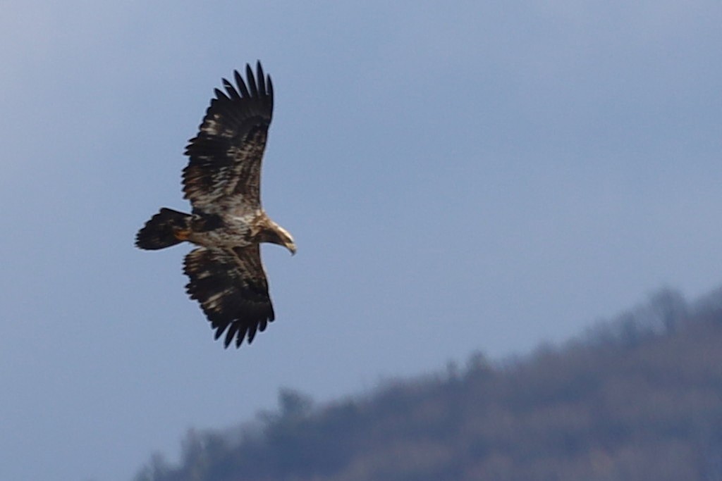 Bald Eagle - ML646800874
