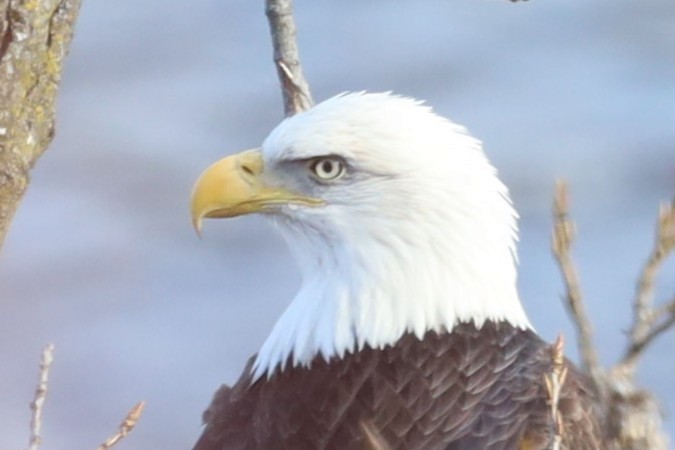 Bald Eagle - ML646800880