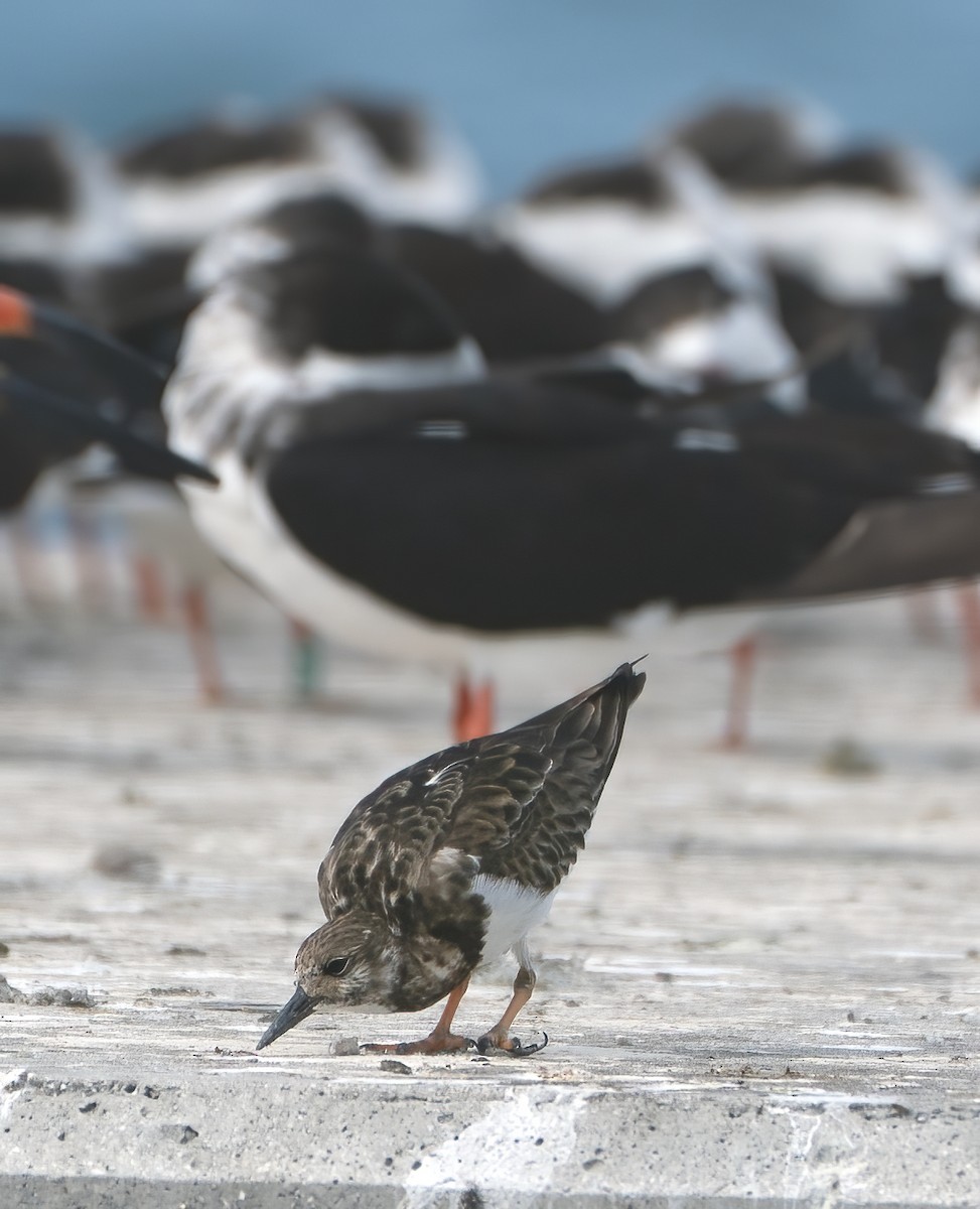 Ruddy Turnstone - ML646800881