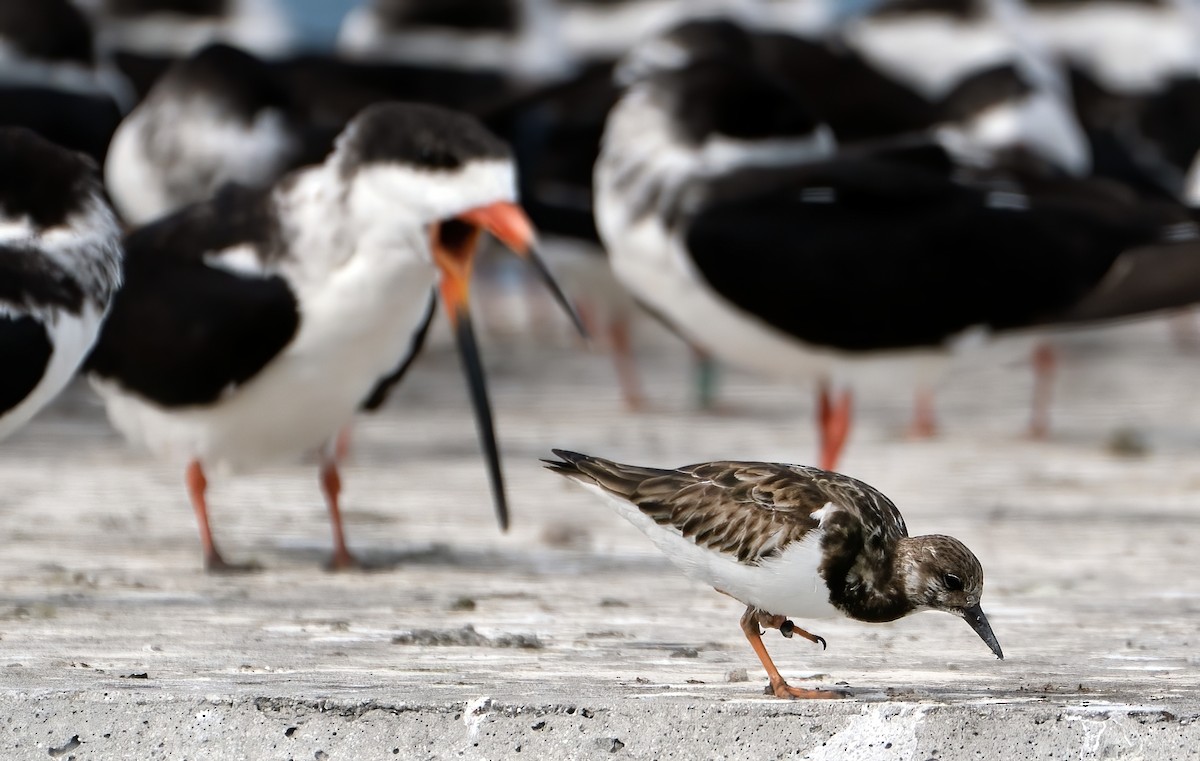 Ruddy Turnstone - ML646800882