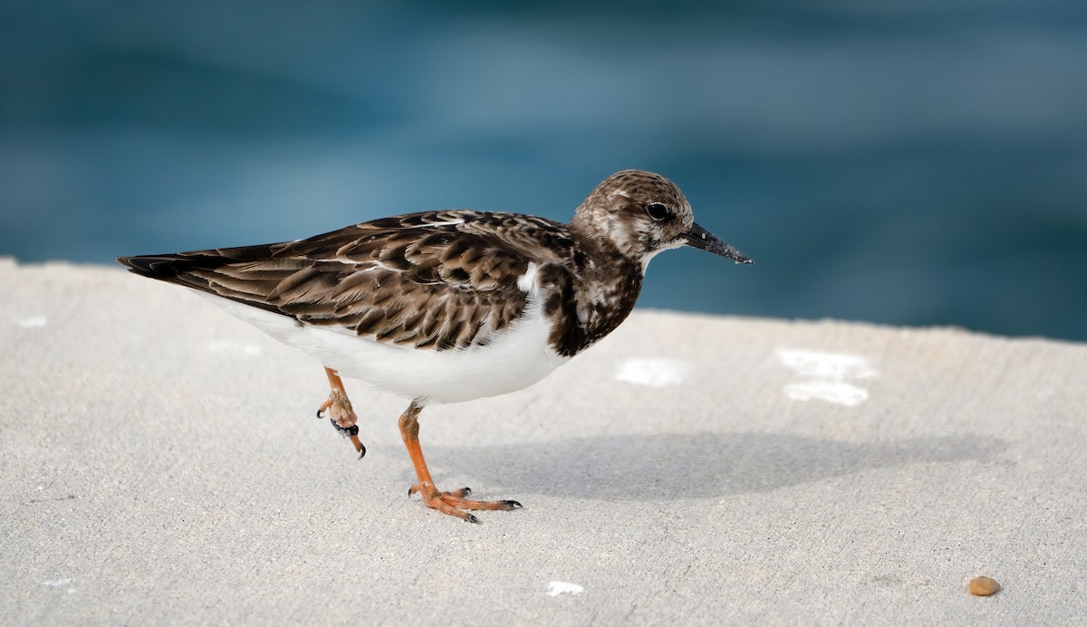 Ruddy Turnstone - ML646800883