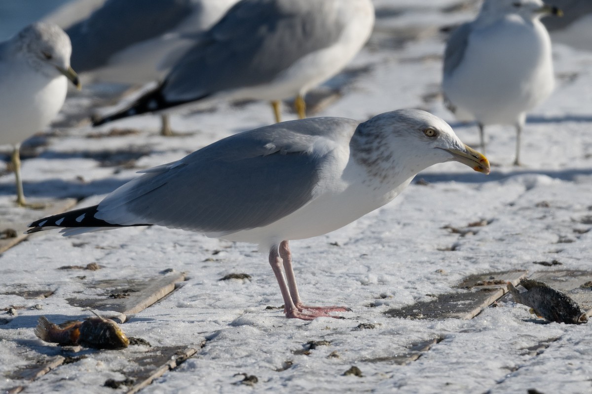 American Herring Gull - ML646800884