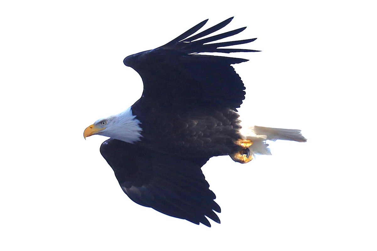 Bald Eagle - ML646800886