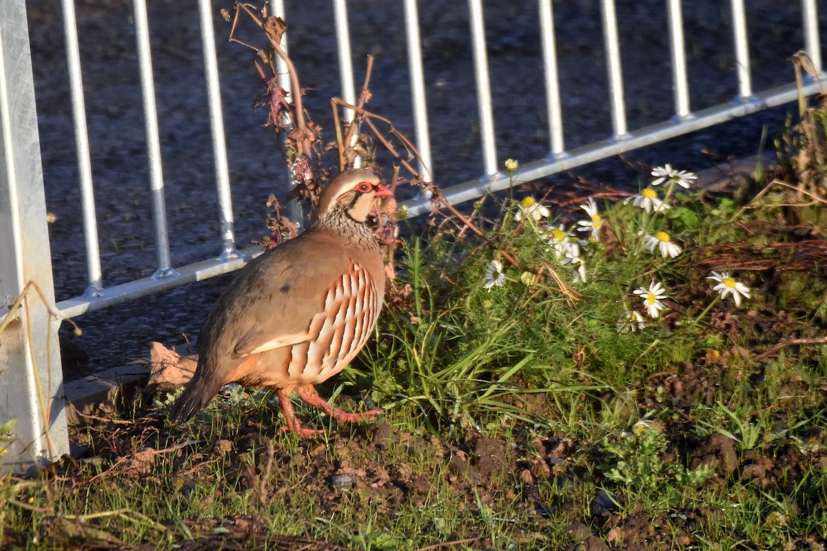 Pernice rossa - ML646800887