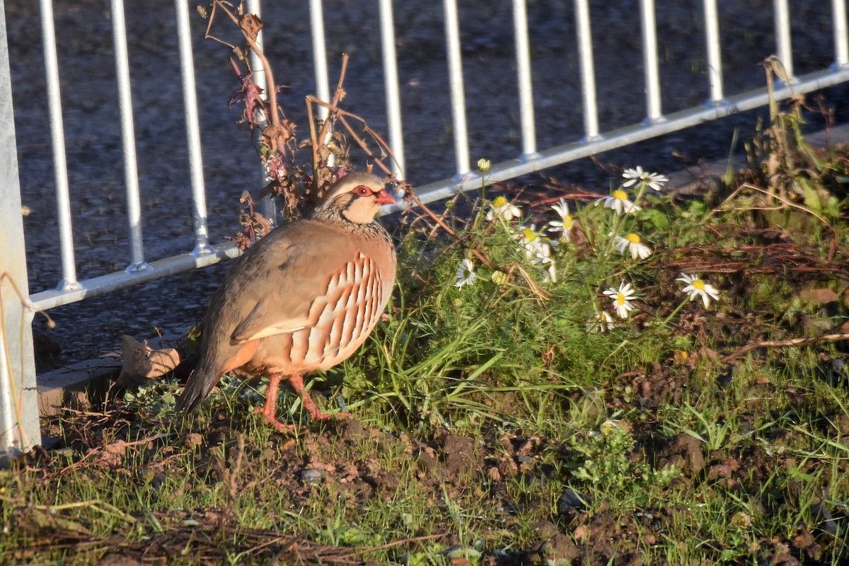 Pernice rossa - ML646800888