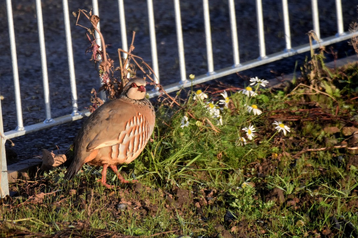 Pernice rossa - ML646800889