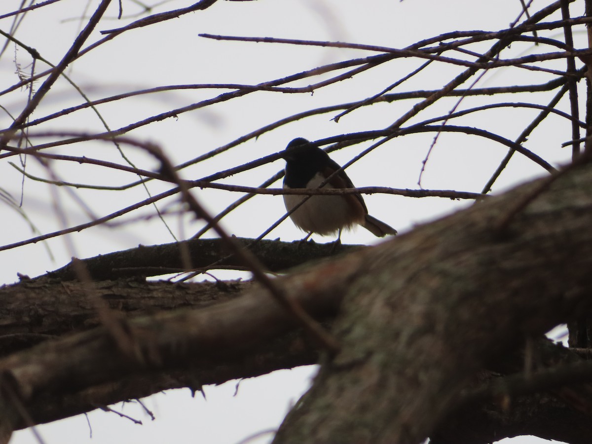 Toquí Flanquirrufo - ML646800891