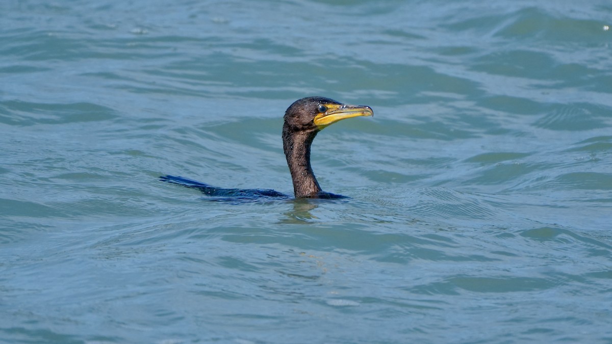 Cormoran à aigrettes - ML646800892