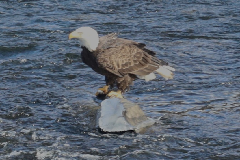 Bald Eagle - ML646800895