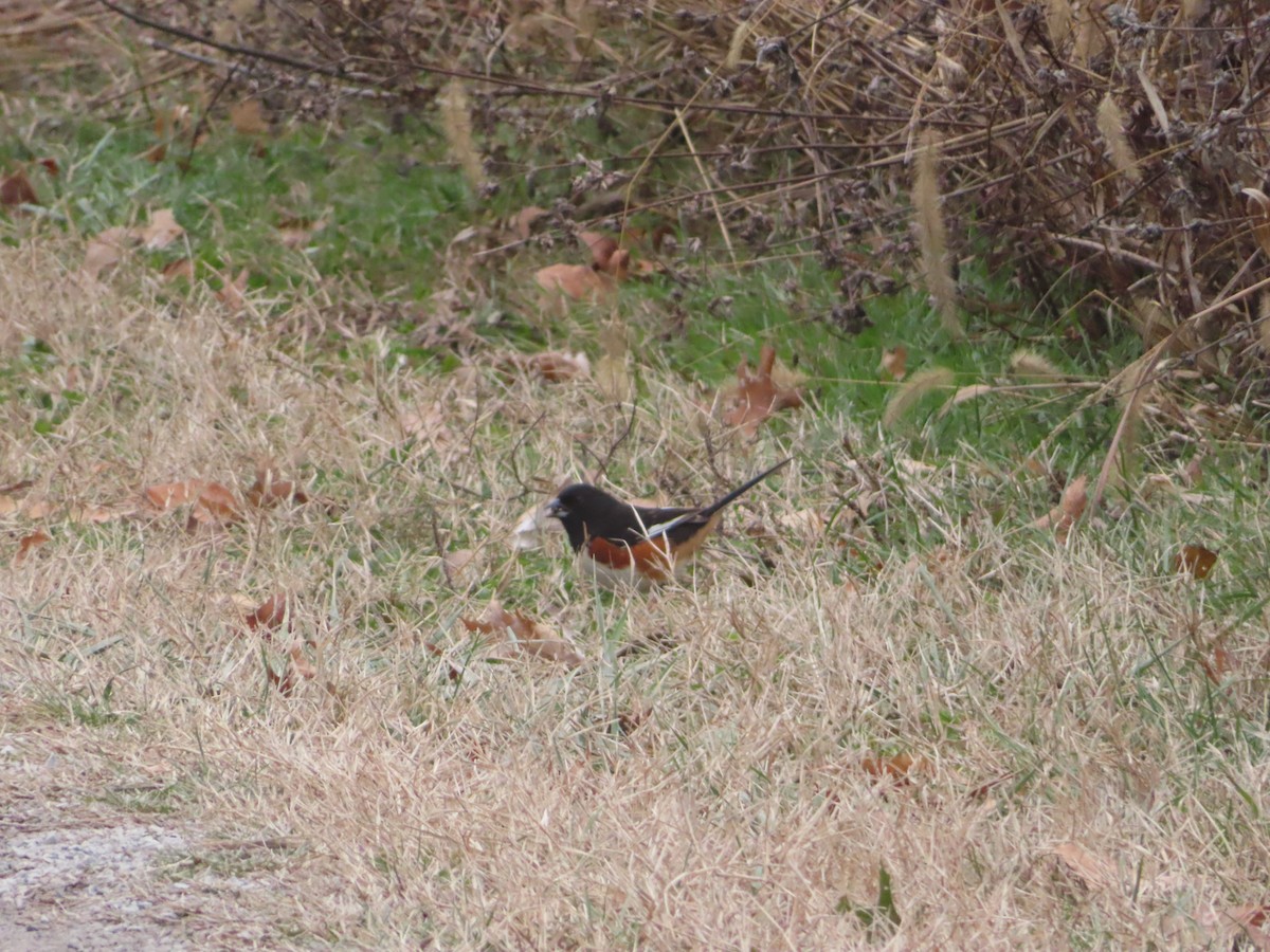 Toquí Flanquirrufo - ML646800896