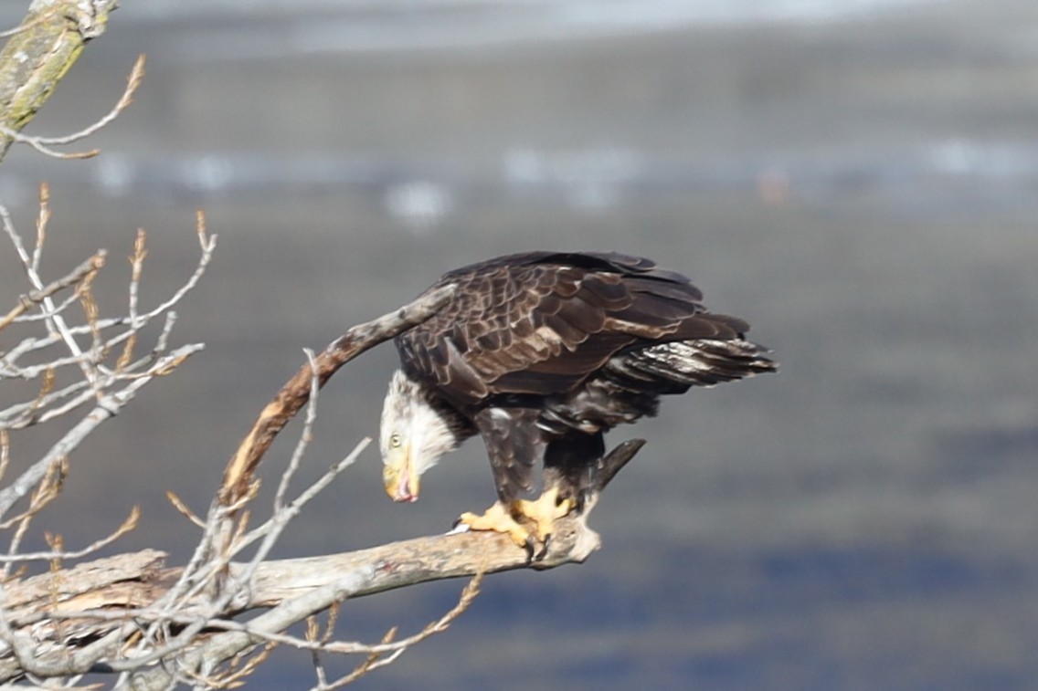 Bald Eagle - ML646800898