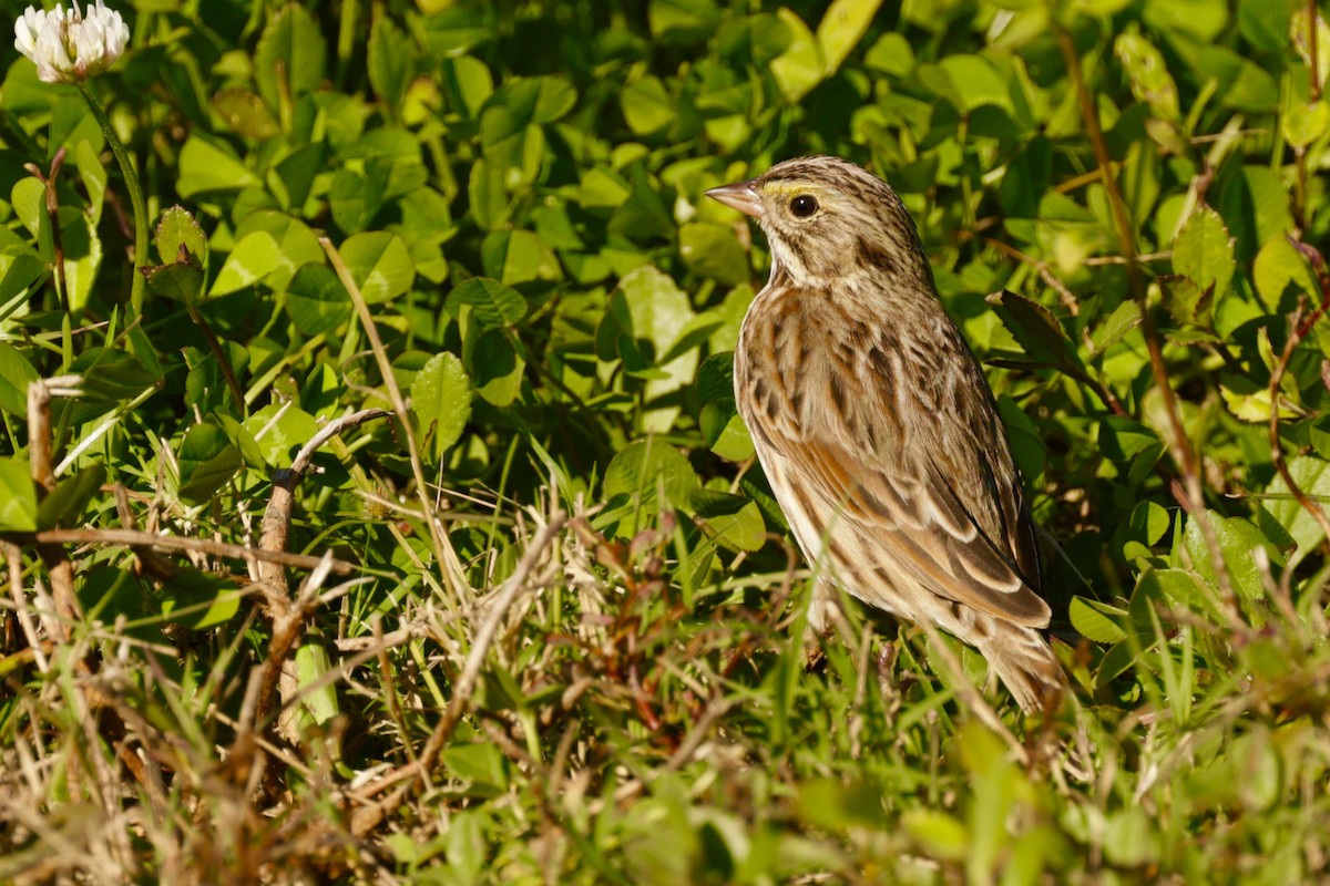 Savannah Sparrow - ML646800899