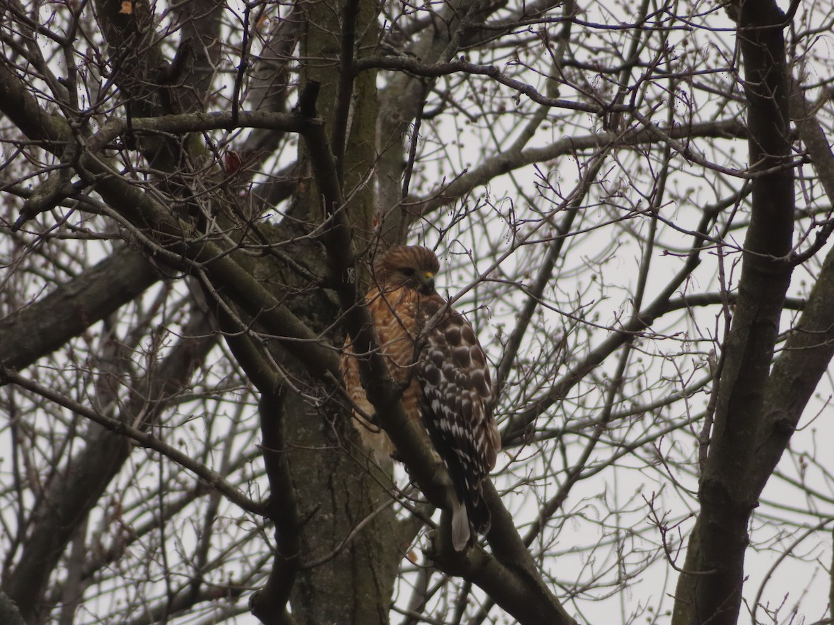 Busardo Pechirrojo - ML646800901