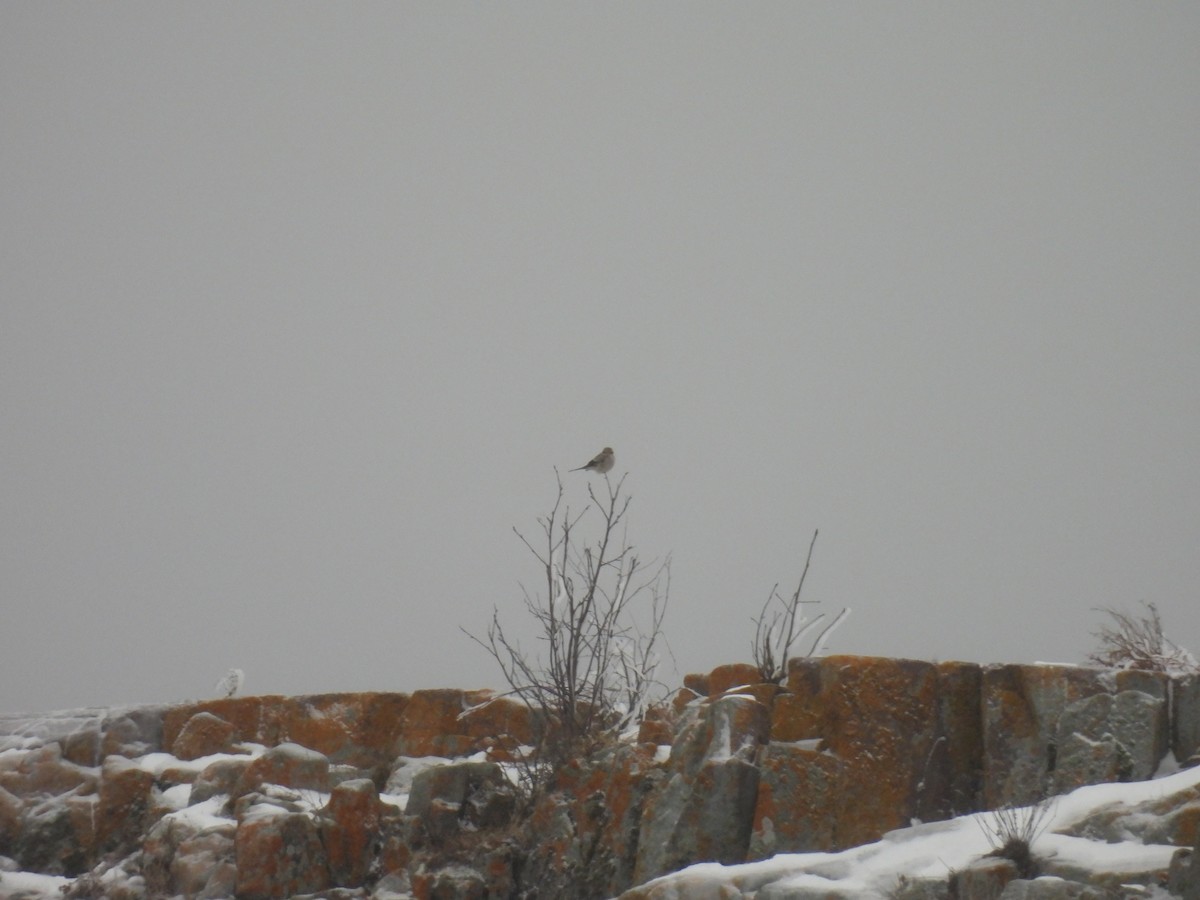 Northern Shrike - ML646800907