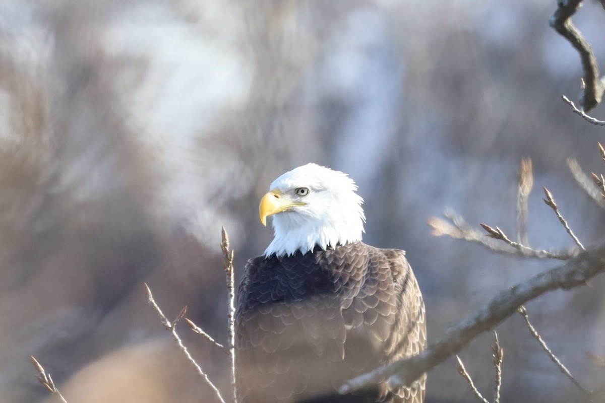Bald Eagle - ML646800908