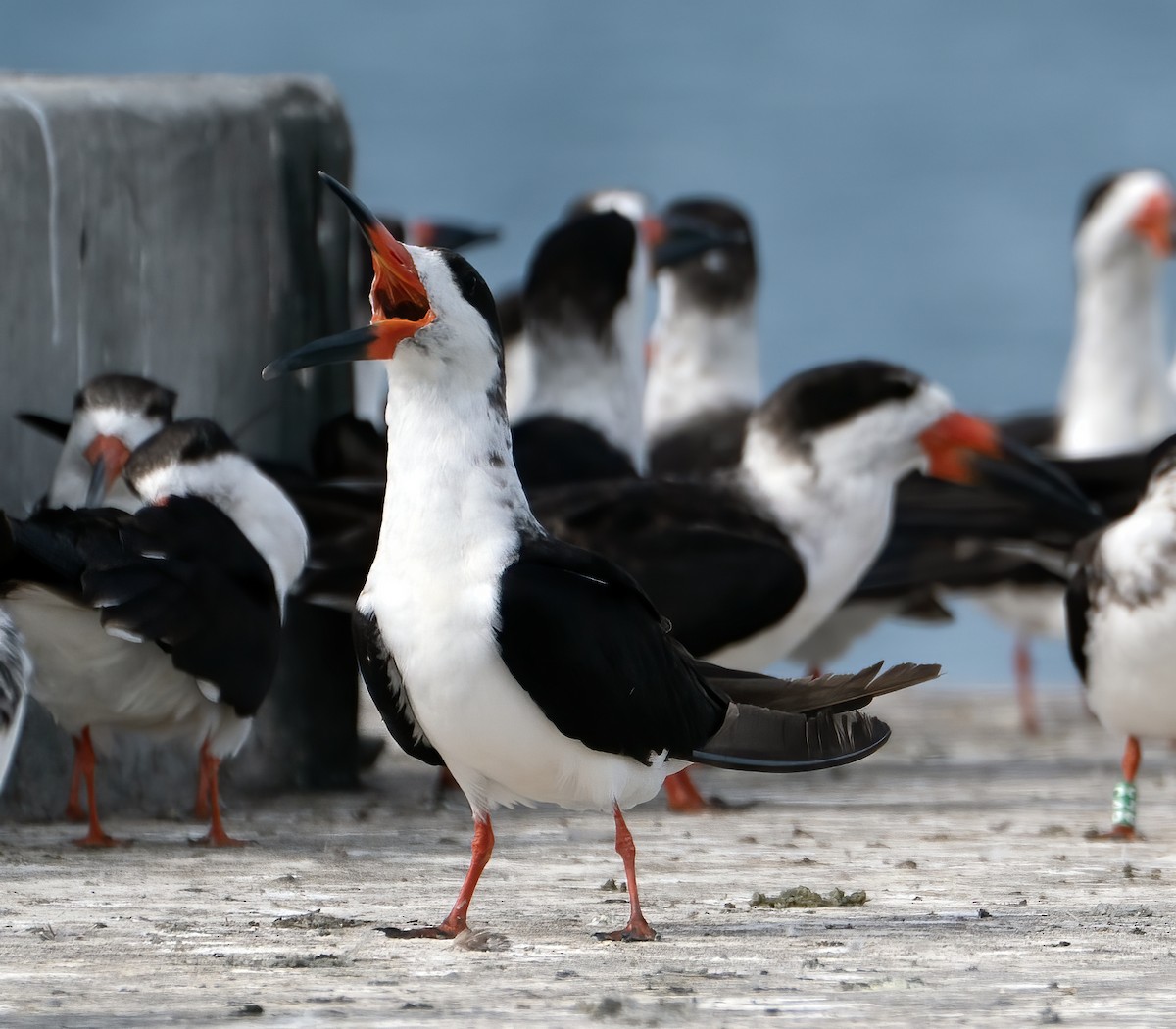 Black Skimmer - ML646800911