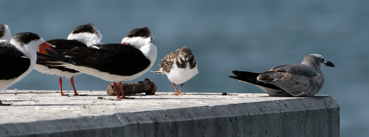 Ruddy Turnstone - ML646800912
